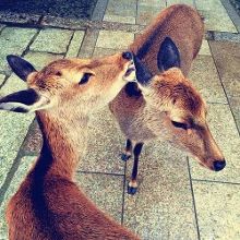 困困狗青春期 狗青导致生物钟后移