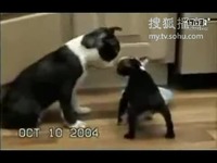 奈尼喷泉视频 奈尼却缺乏视频元素