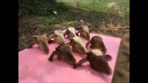 霍水儿霍泽小说全文阅读 霍水儿与霍泽的说全关系模型