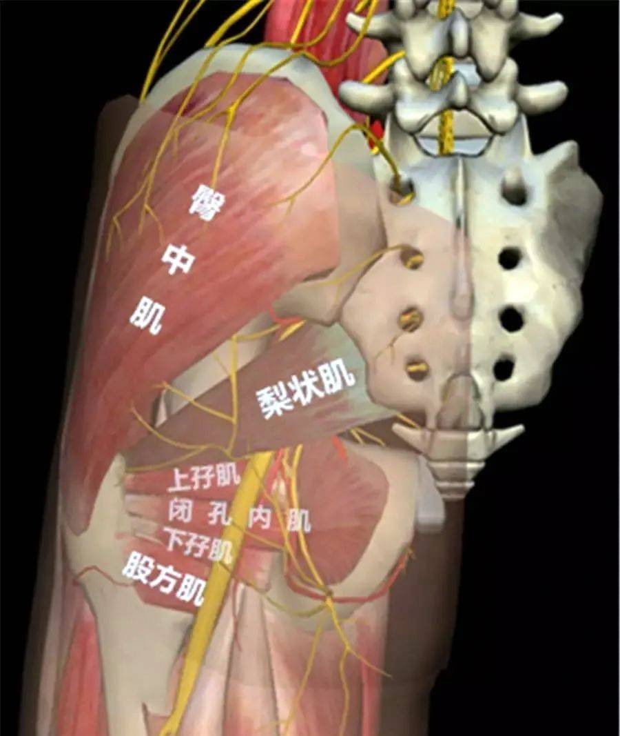 火影忍者医院 静音:纲手的火影助手