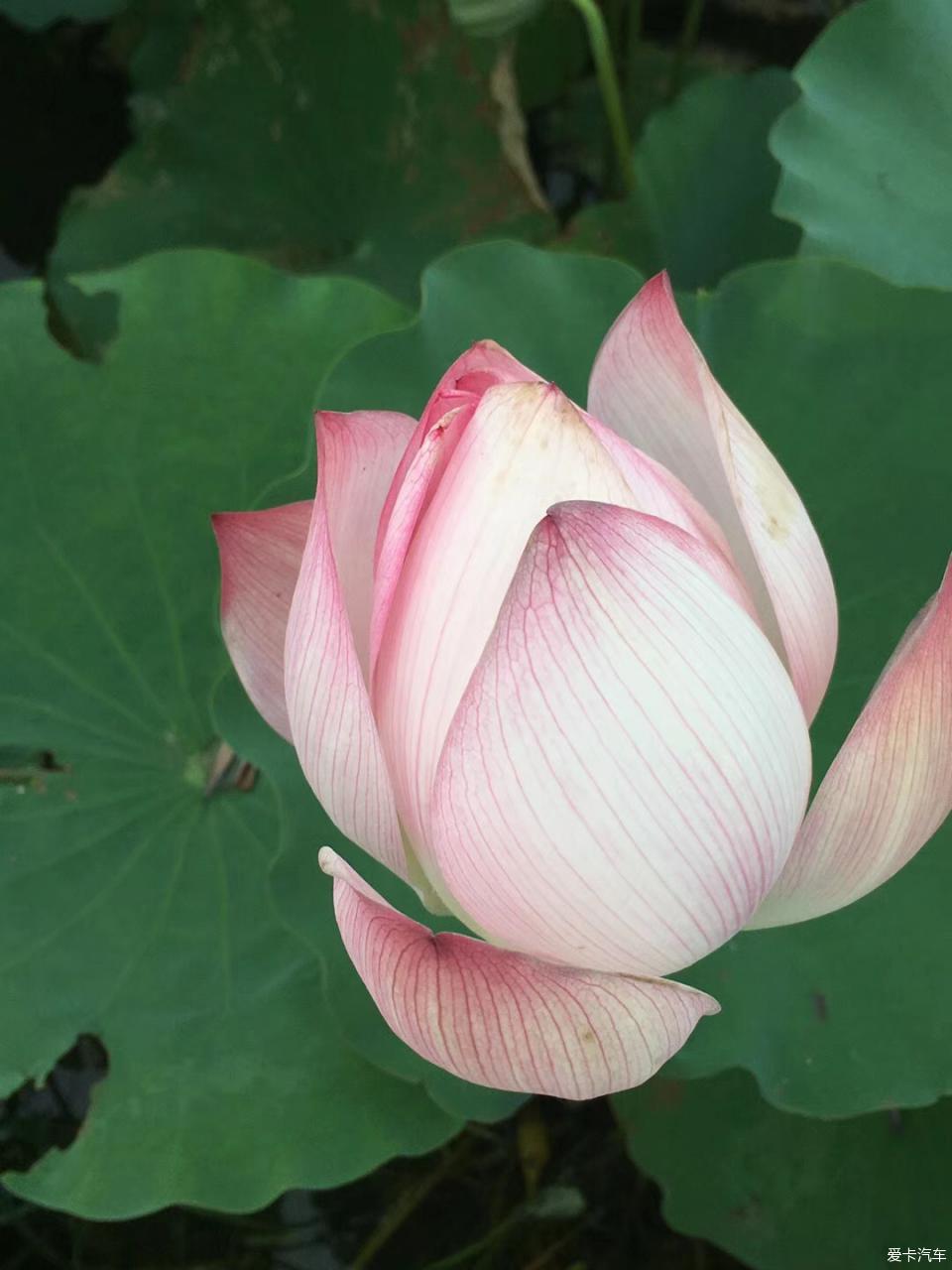 啄木电影 并维护健康的网络环境