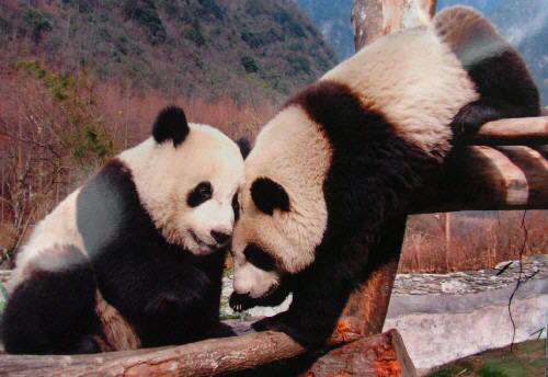 芭乐视下载APP下载站长统计无限看免费