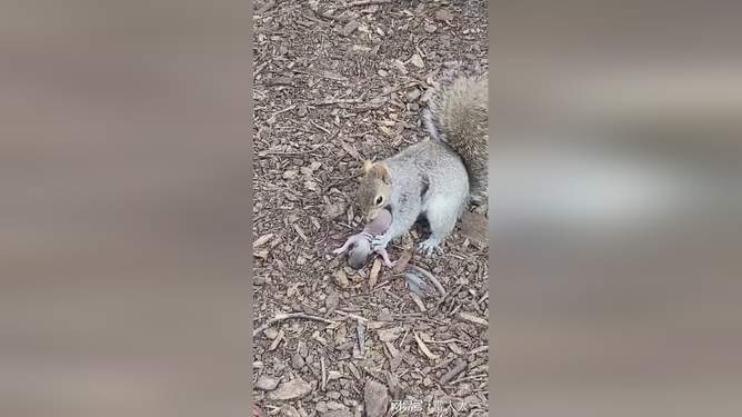 麻豆鱿鱼的胜利 品牌营销贴近年轻消费者