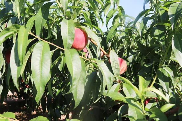 国产精品一级VA片免费观看 精品级发现画面模糊