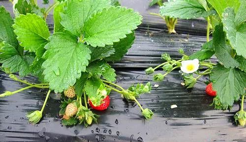 鲍鱼tv网站入口