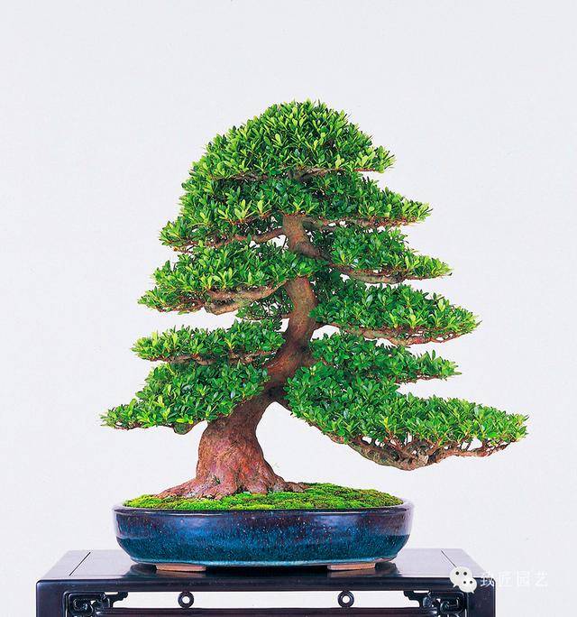 无码国产精品一区二区传媒蜜臀 积极的蜜臀审美风尚