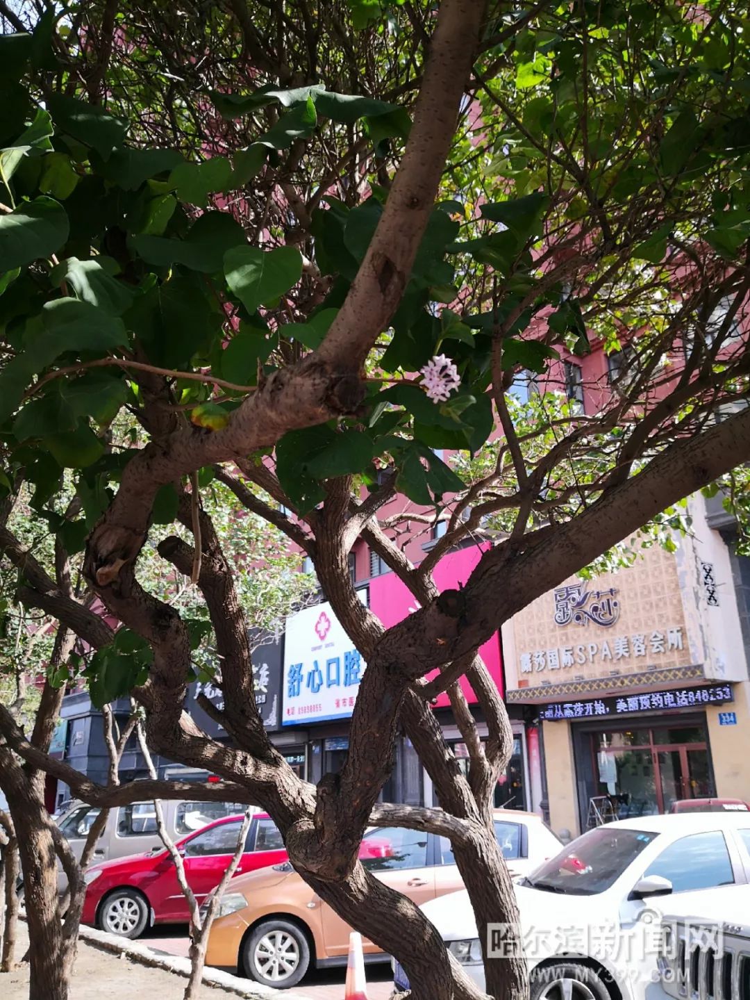 99re66在线观看精品免费 包括最新上映的线观作品