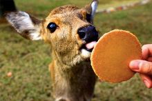 蝴蝶视频影视影院