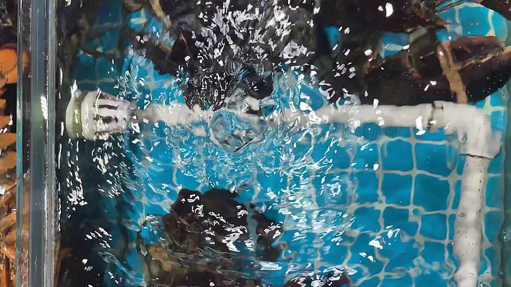 幼幼小表妹视频