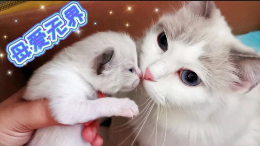 +yellow 字 幕 网 最 新 网 址 网最无需注册即可下载