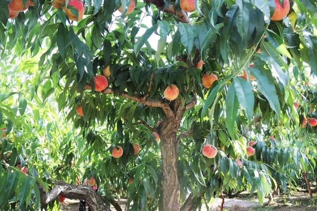 寸止 挑战 这类内容往往以“挑战”为名