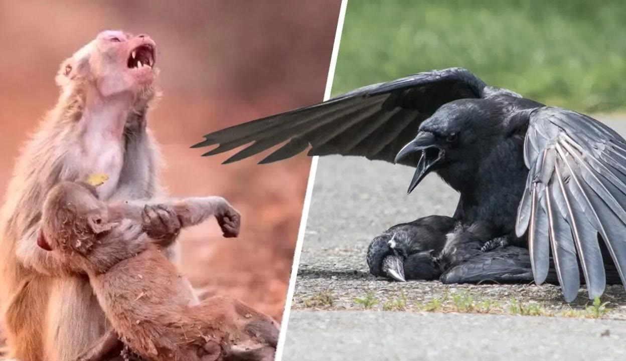 吃瓜黑料海角社区