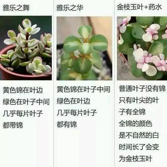 把坤坤戳到别人的桃子里面