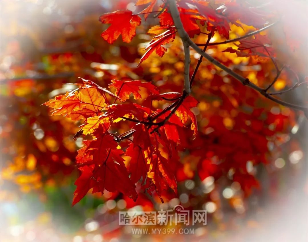 国产精品免费看久久久国产 国产国产乐呵呵的精品久久