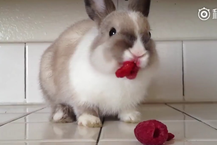 kiri视频 我非常乐意为你提供帮助