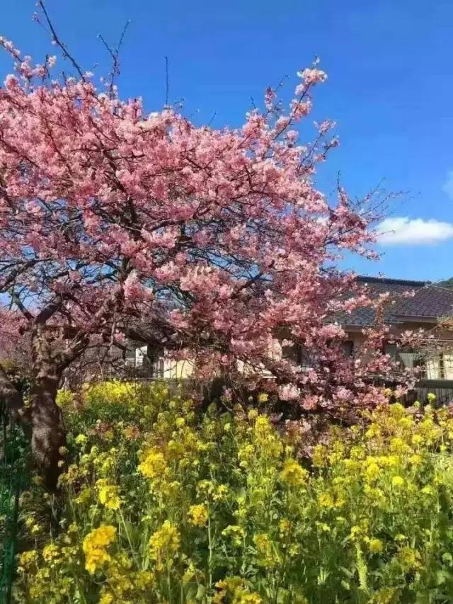 韩国美女vip内部大尺度