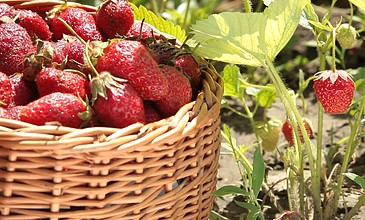 steve holmes主演啄木鸟电影在线观看