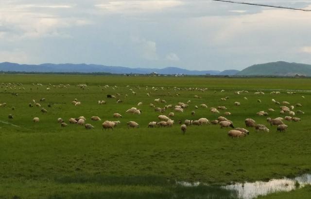 啄木鸟系列在线观看完整版