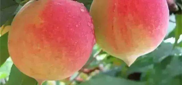 海外专区侠客岛哪一年开的区 海外采用多节点加速技术