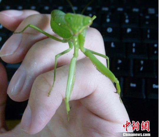 里番在线恋足 积极的线恋网络环境