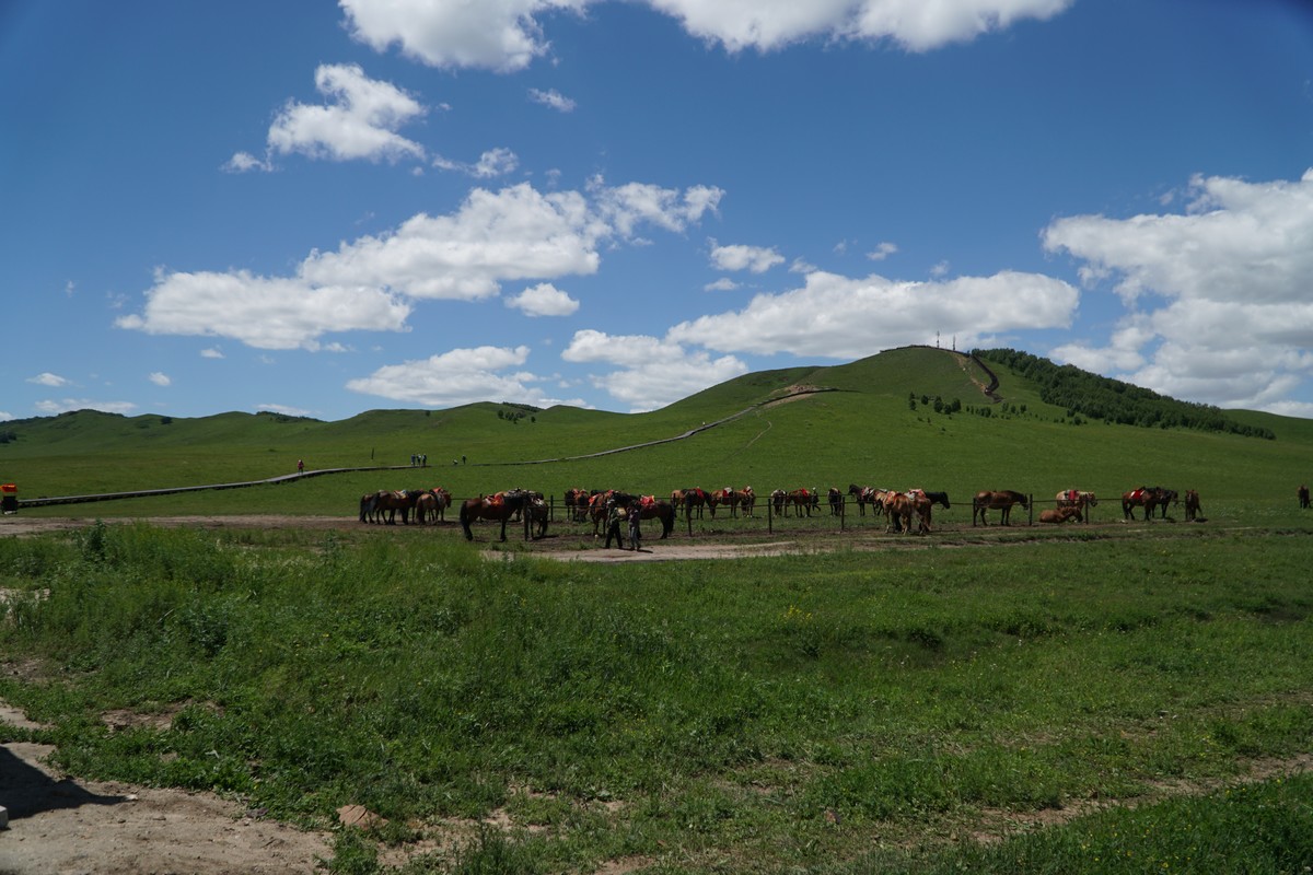 上校的阴谋啄木鸟 “啄木鸟”：可能指鸟类