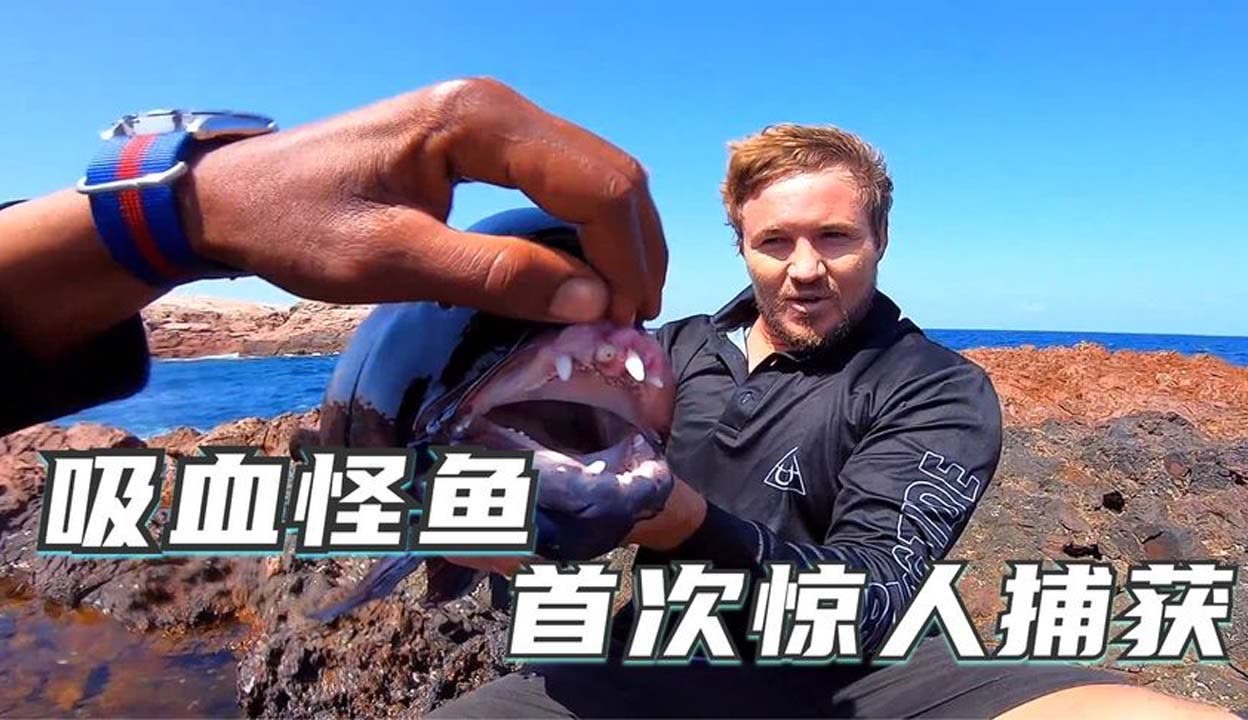 蜜桃视频在线播放 综艺或一般的视频短视频