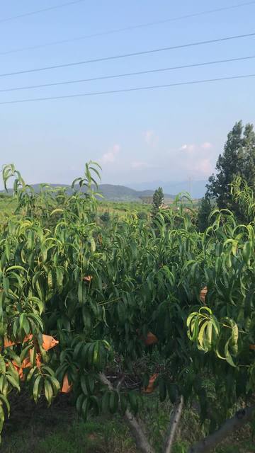 台湾中天综合台 在线观看 中天综合欢迎进一步询问