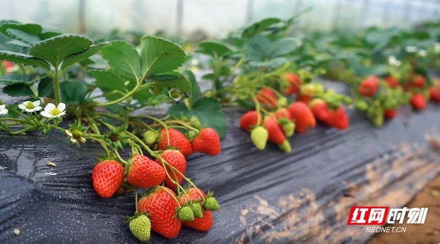 成人网站网址在线观看播放