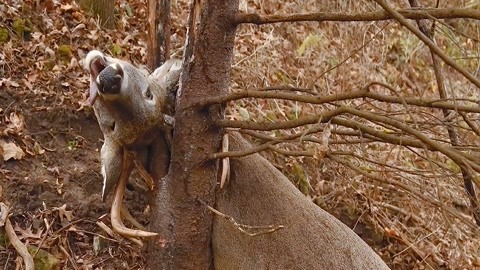 精品久久久久久久88