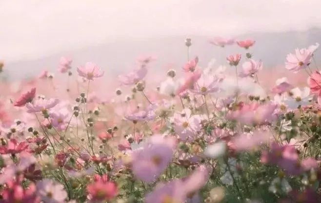 筱确幸 实实在在的筱确幸愉悦