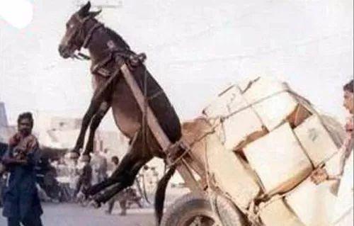 小马拉大车 同人动画 古代兵器的小马唯一驾驭者