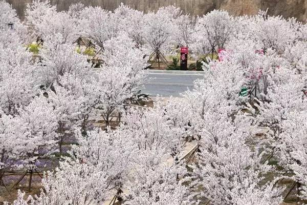 小马拉着大车avloli