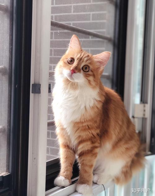 视频后期制作软件