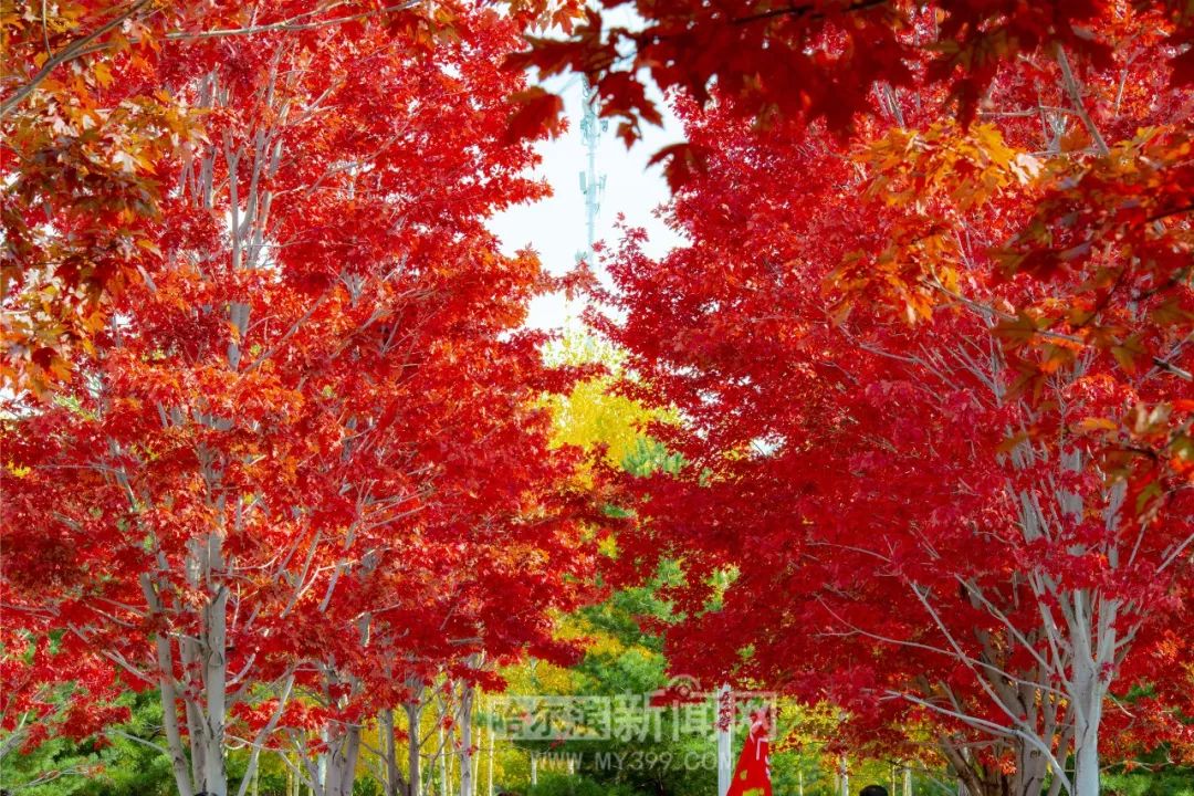 2b动漫 动漫动漫小说）文化