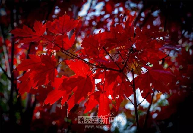 免费人成网站在线观看10分钟