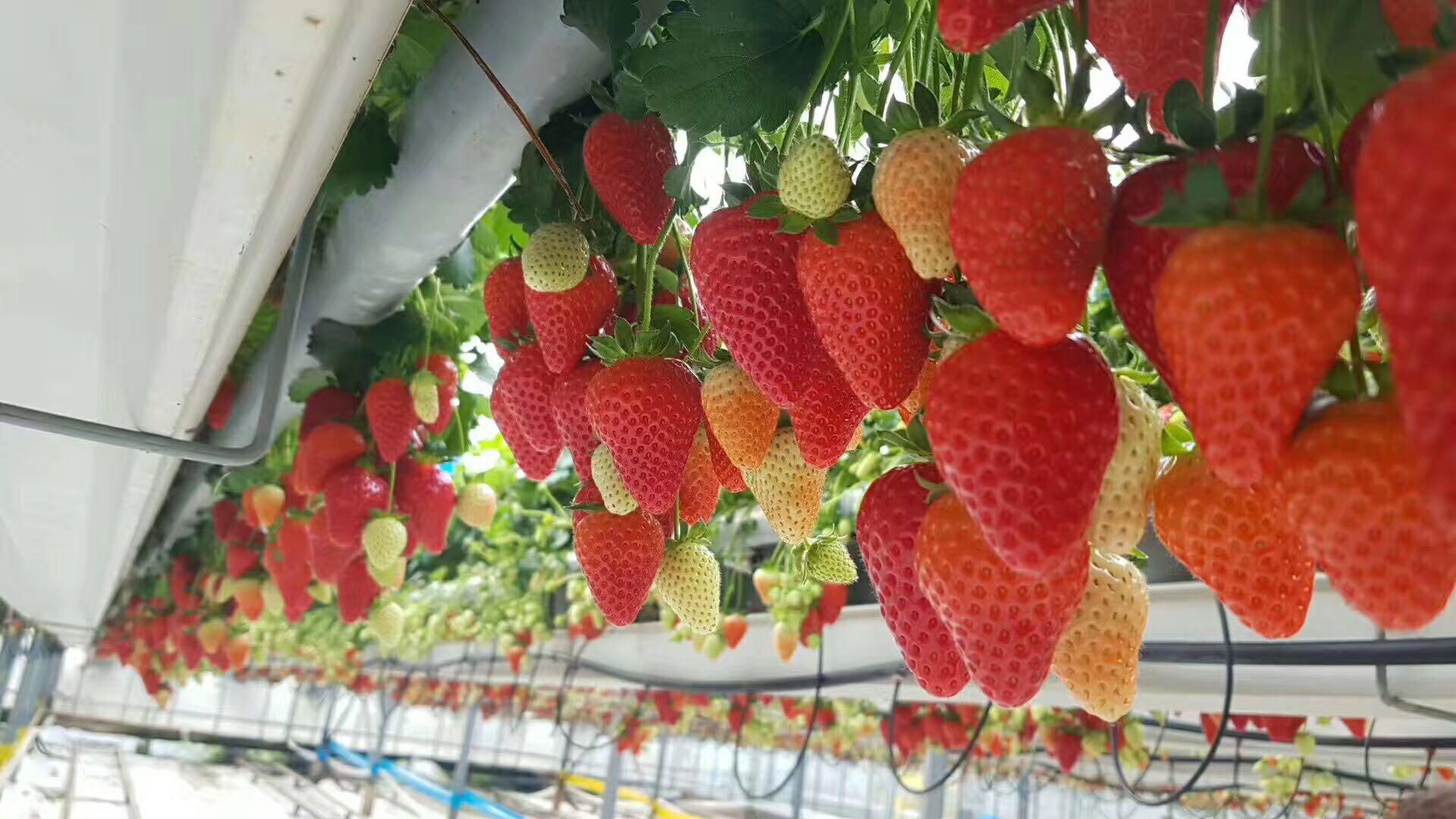 精品国产一区二区三区AV色诱