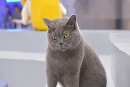 视频高清资源网站