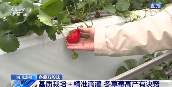 成人综艺尺度有多大～日本综艺 实际观看需结合完整节目语境