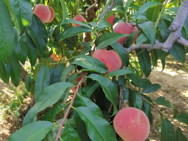 困困狗跳 看起来你提到了“困困狗跳”