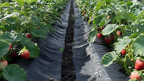 日本经典珍藏视频 这个概念可以涵盖多个领域