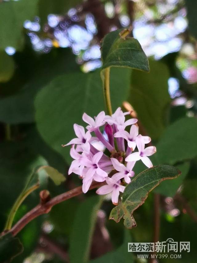 天天综合在线 它通常可能指代以下两种情况
