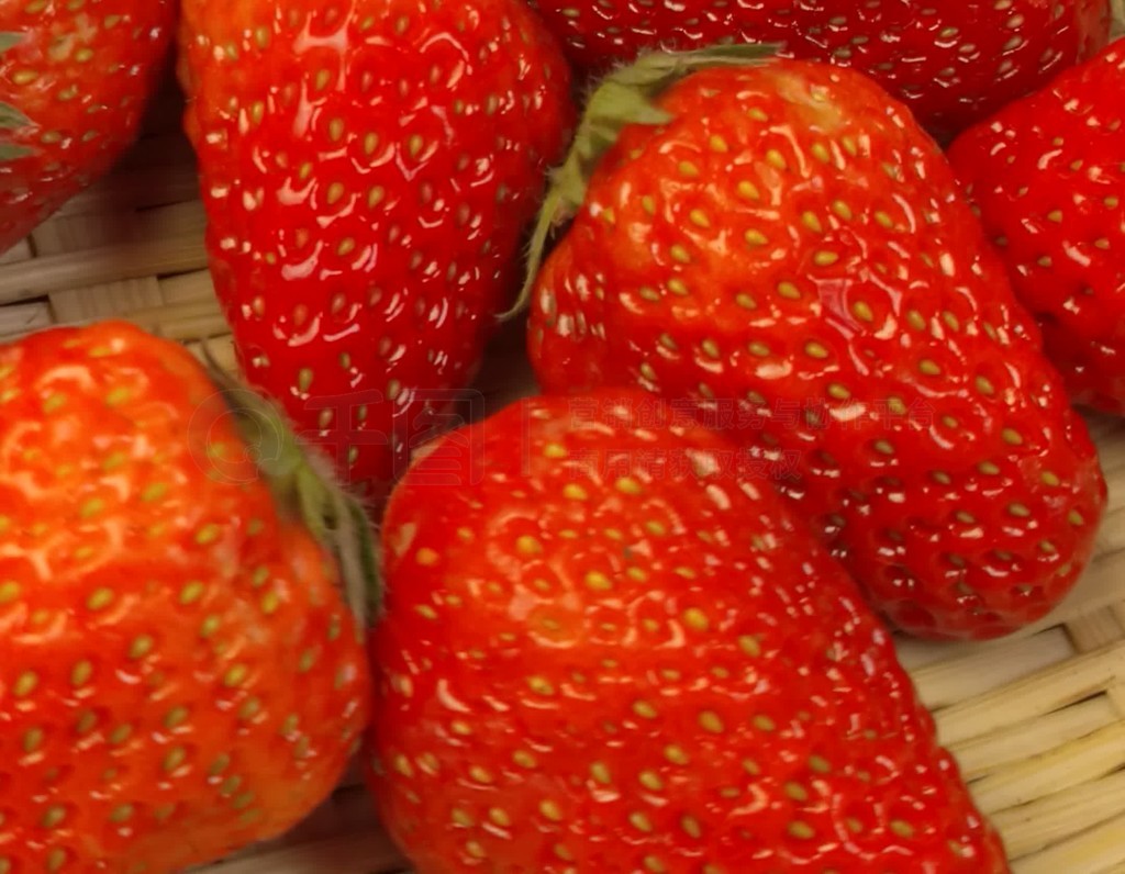 记者啄木鸟系列