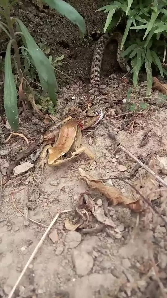 国产精品国产三级国产av中文 