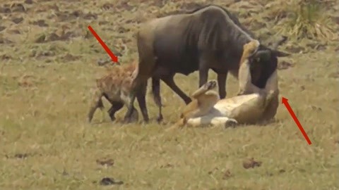 啄木鸟 这些巢穴在它们弃用后