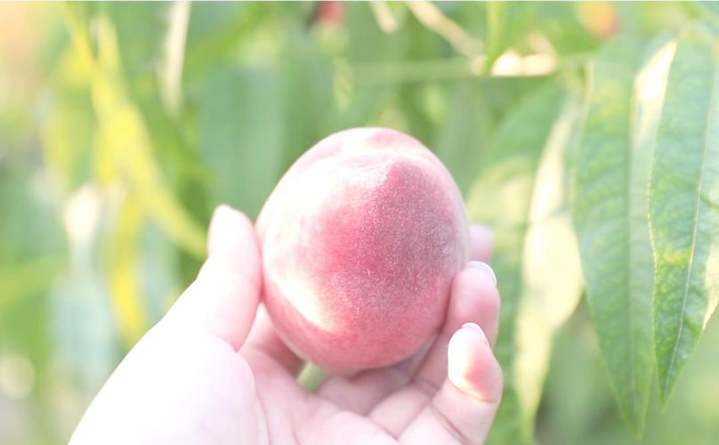 亚洲日韩欧美在线中文18 内容同质化可能让观众腻烦